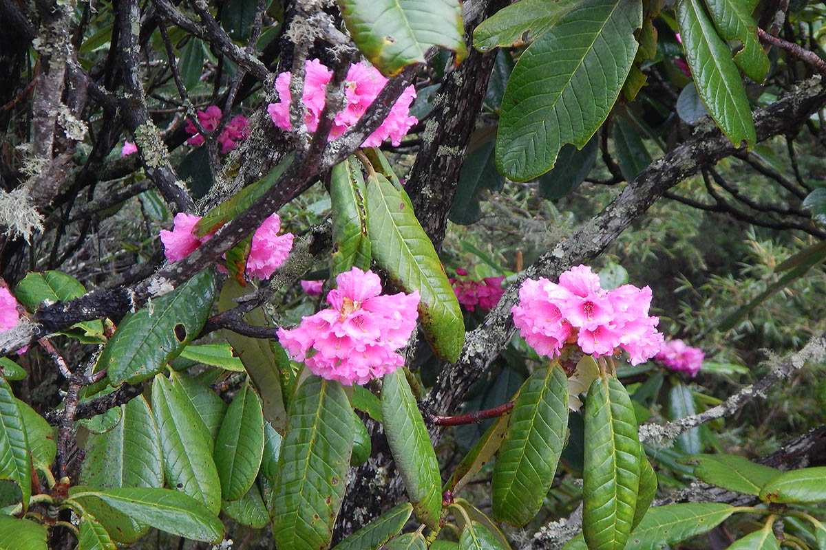 Image of Rhododendron kesangiae specimen.