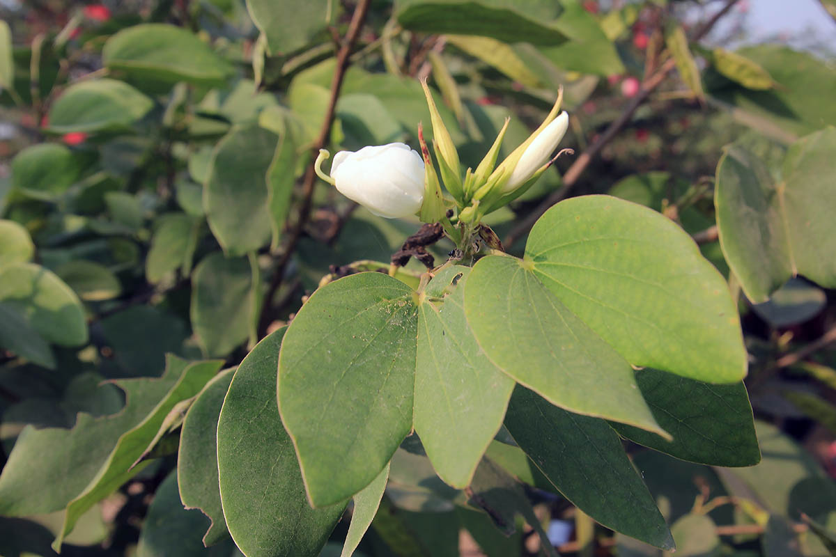 Image of genus Bauhinia specimen.