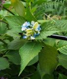 Hydrangea macrophylla. Верхушка цветущего растения. Абхазия, Гудаутский р-н, г. Новый Афон, Афонская гора. 27.09.2022.