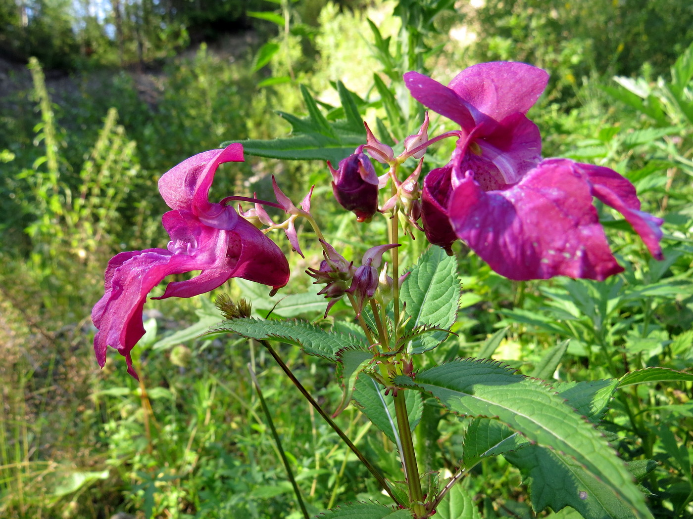 Image of Impatiens glandulifera specimen.