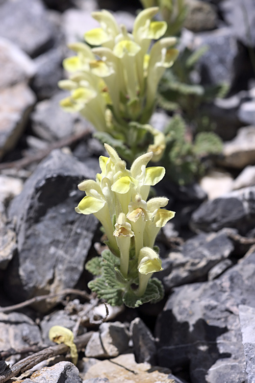 Image of Scutellaria linczewskii specimen.