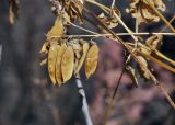 Vicia amurensis. Сухое соплодие. Приморский край, Уссурийский гор. округ, окр. с. Монакино, вершина небольшой сопки, широколиственный лес. 05.11.2022.