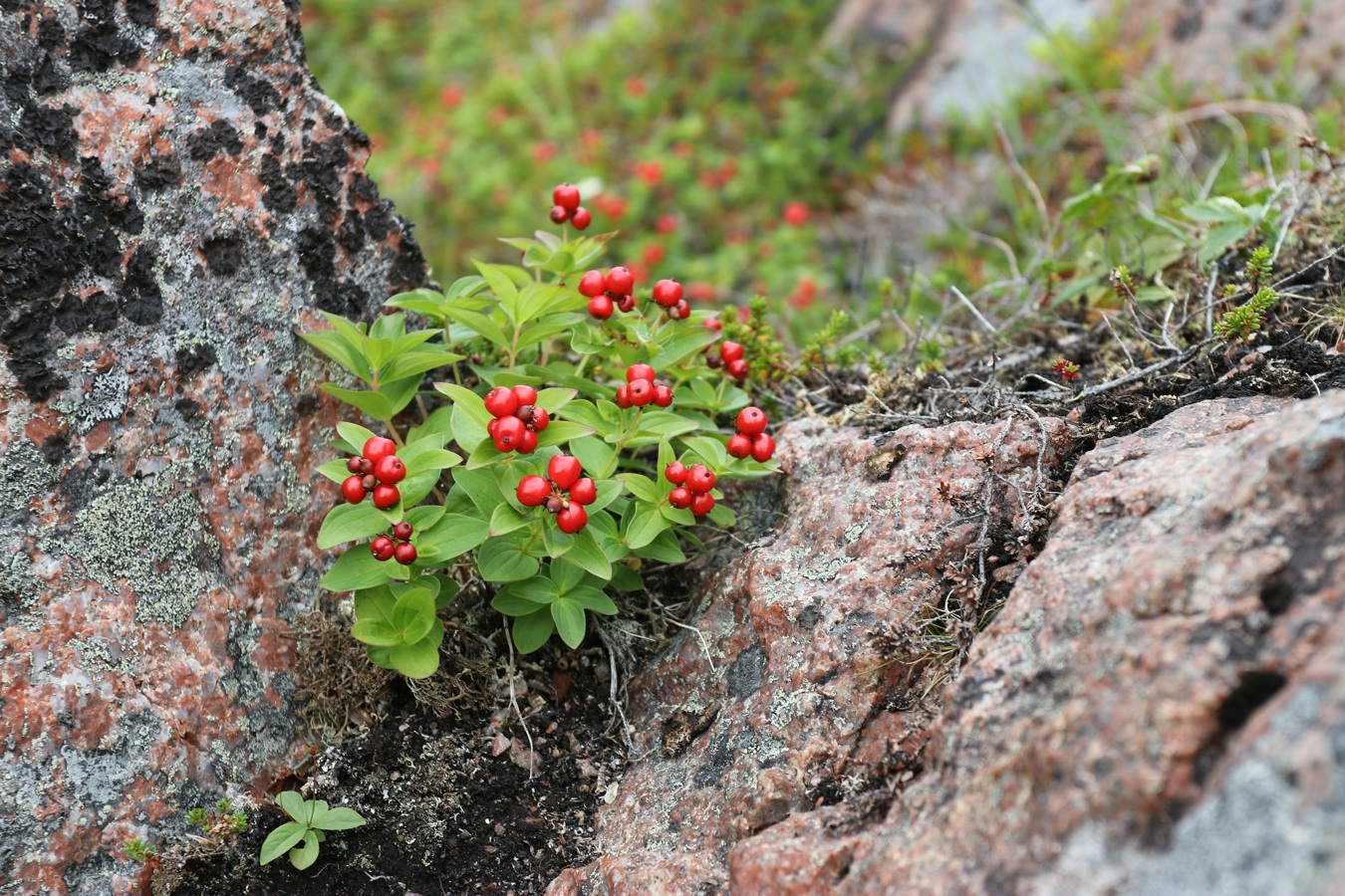 Изображение особи Chamaepericlymenum suecicum.