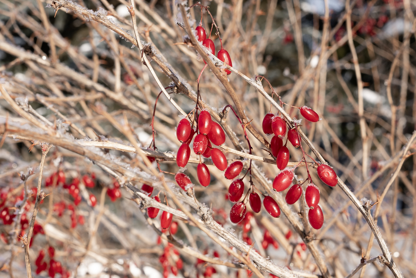 Изображение особи Berberis vulgaris.