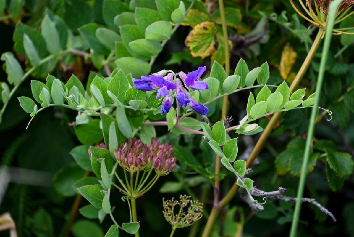 Изображение особи Lathyrus japonicus ssp. pubescens.