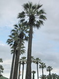 Washingtonia filifera