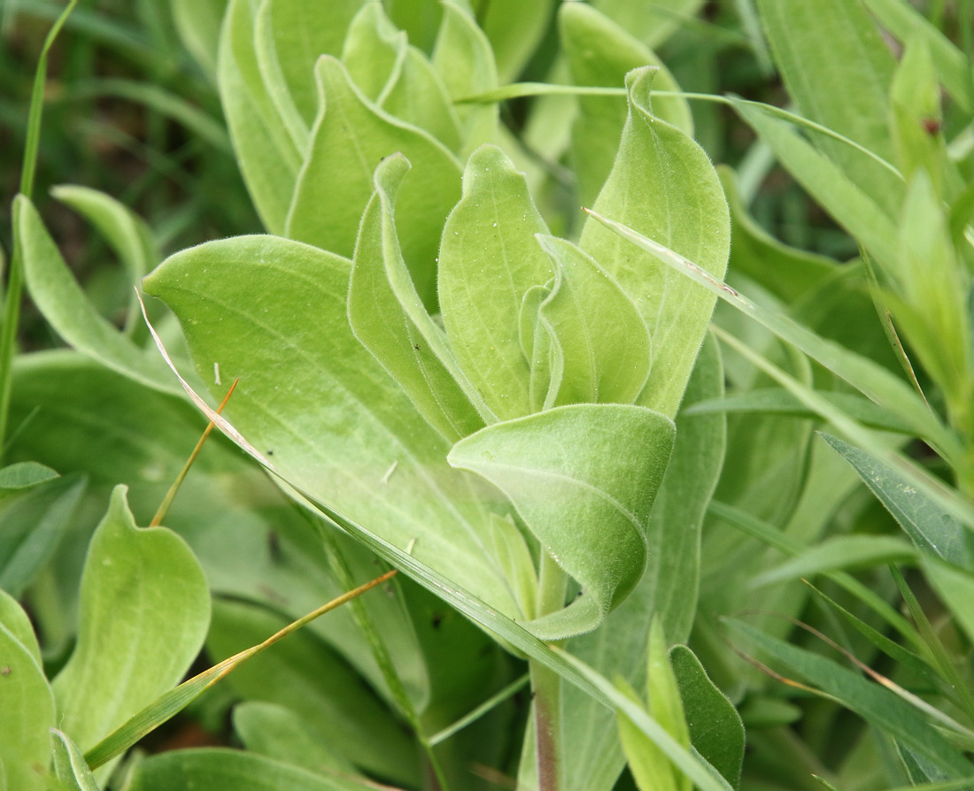 Image of Gypsophila perfoliata specimen.