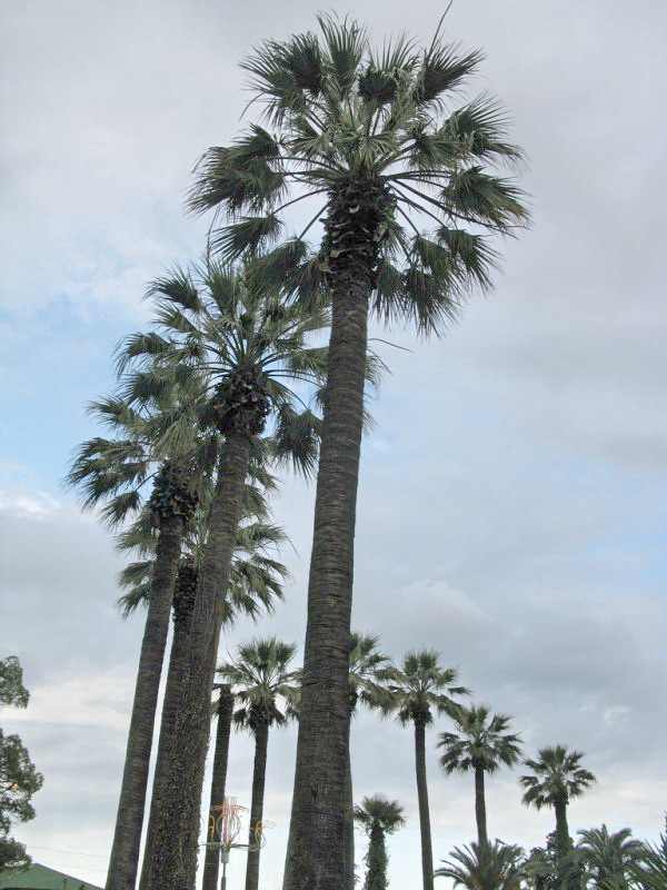 Image of Washingtonia filifera specimen.