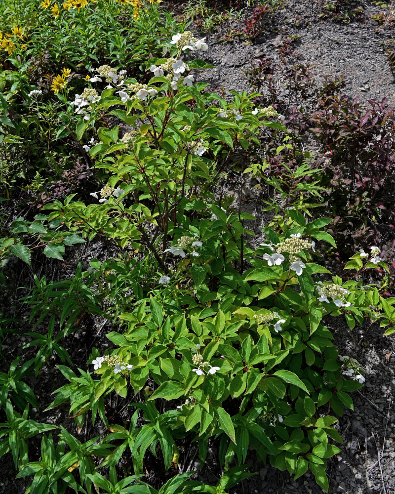 Image of Hydrangea paniculata specimen.