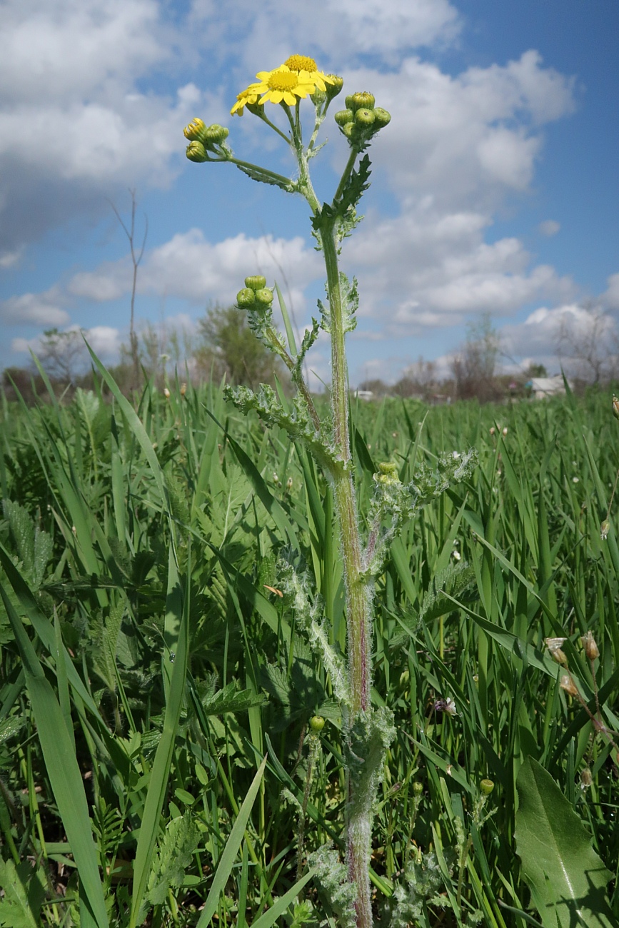 Image of Senecio vernalis specimen.