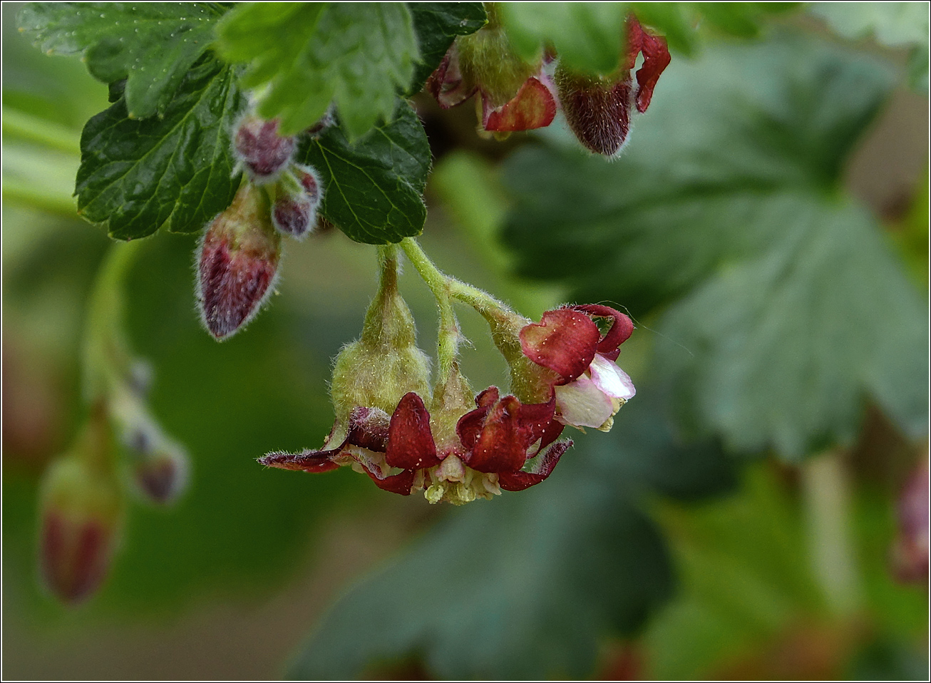 Изображение особи Ribes &times; nidigrolaria.