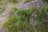 Juniperus oblonga. Ветвь. Кабардино-Балкария, долина р. Баксан, верхняя часть конус выноса реки Курмычи, высота 1635 м н.у.м., край обрыва, на камне. 24 июля 2022 г.