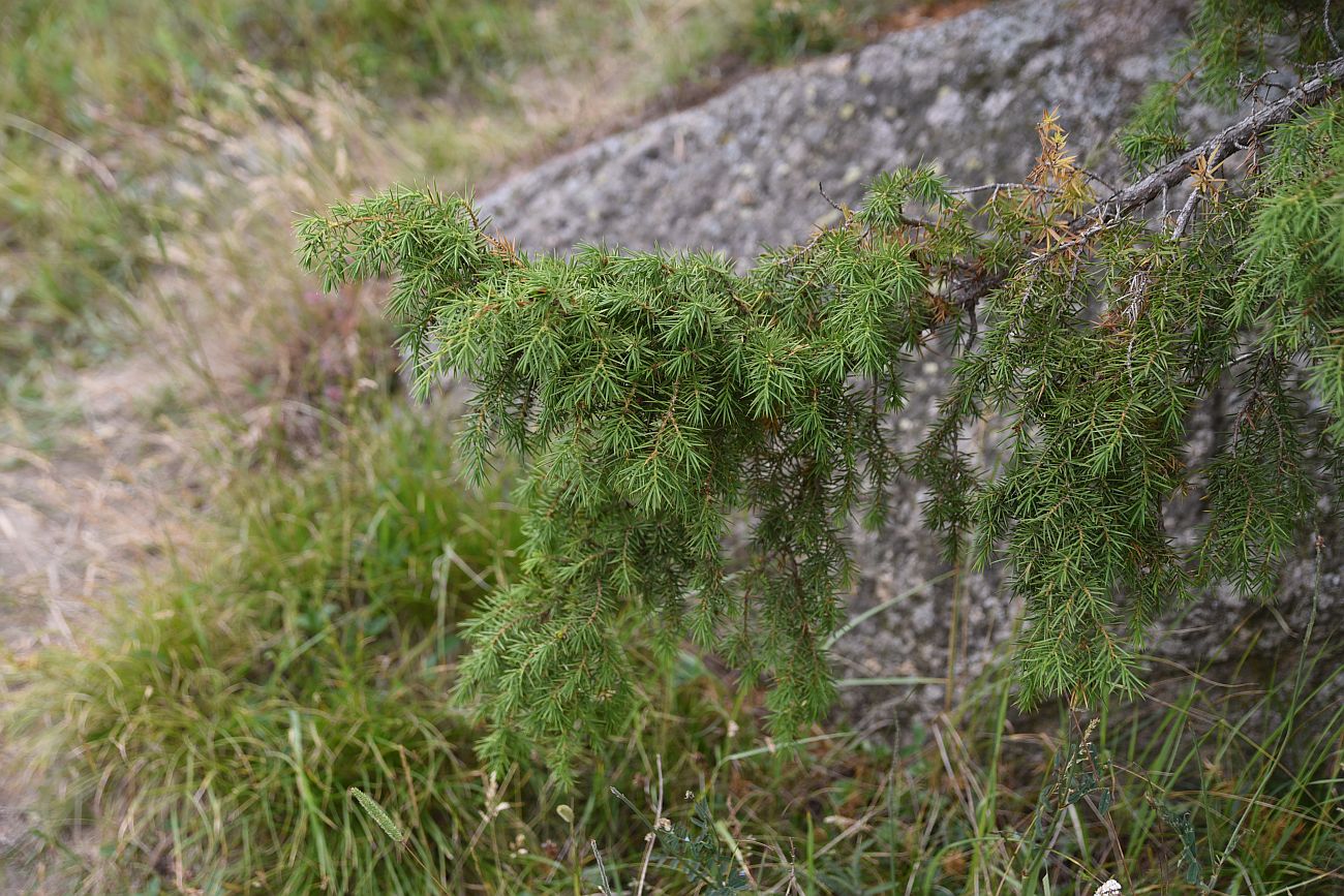 Image of Juniperus oblonga specimen.