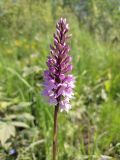 Dactylorhiza fuchsii. Соцветие. Карелия, Прионежский р-н, окр. пос. Пай. 26.06.2022.