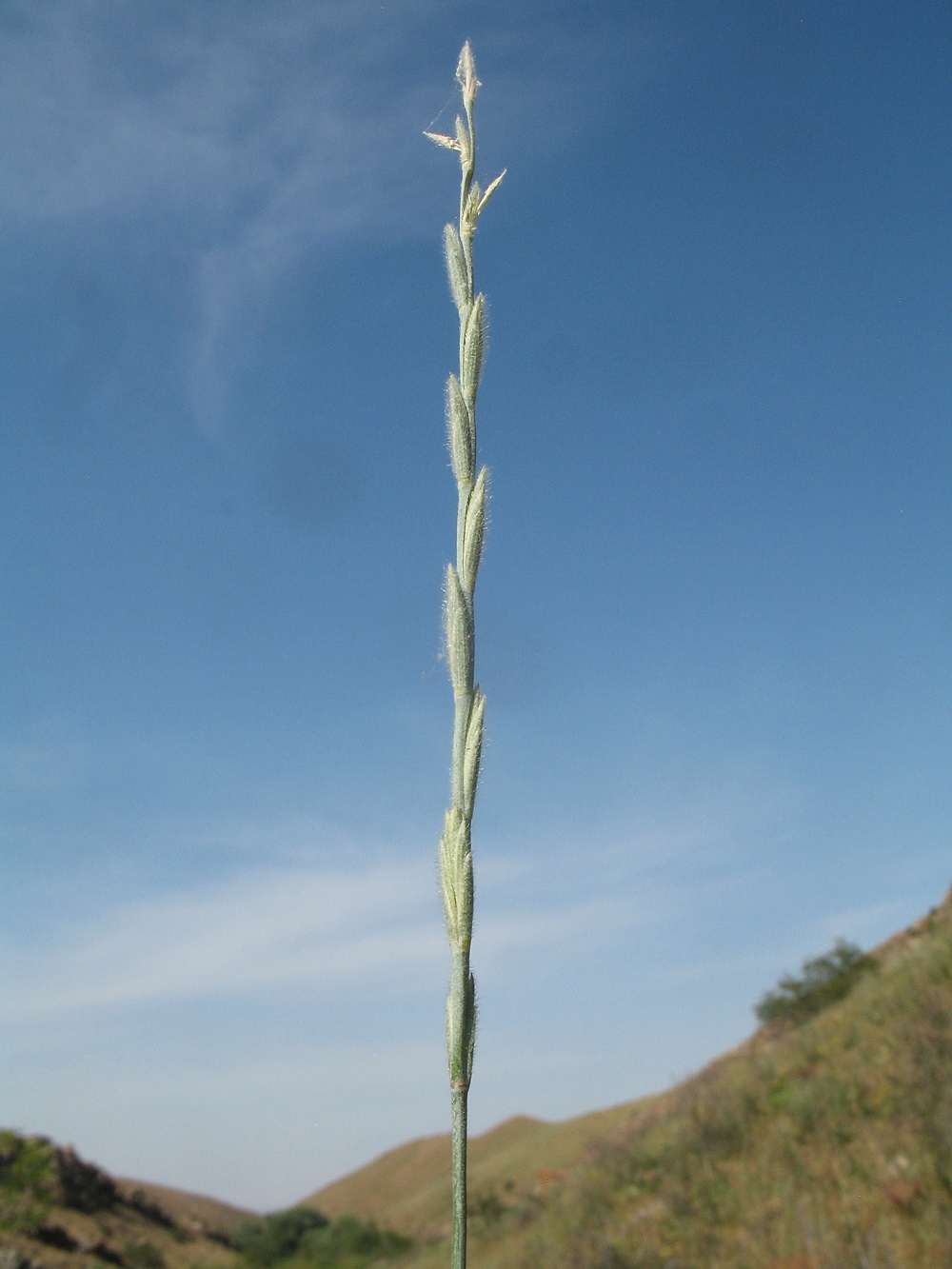 Изображение особи Elytrigia trichophora.