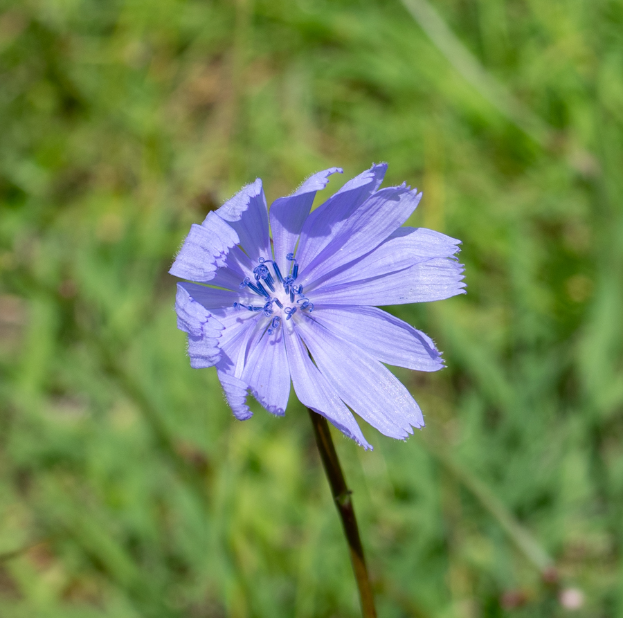 Изображение особи Cichorium intybus.