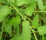 Veronica longifolia. Часть побега с мутовкой листьев. Московская обл., ГО Подольск, мкр-н Климовск, широколиственный лес. 27.07.2023.