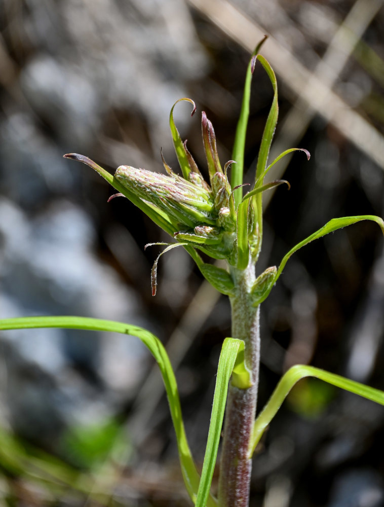 Изображение особи Veratrum nigrum.