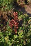 род Orobanche. Цветущее растение в сообществе с Alchemilla, Sedum, Thymus и злаками. Чечня, Итум-Калинский р-н, окр. ур. Цамадой, выс. 2150 м н.у.м., обочина дороги, обрыв. 6 августа 2023 г.