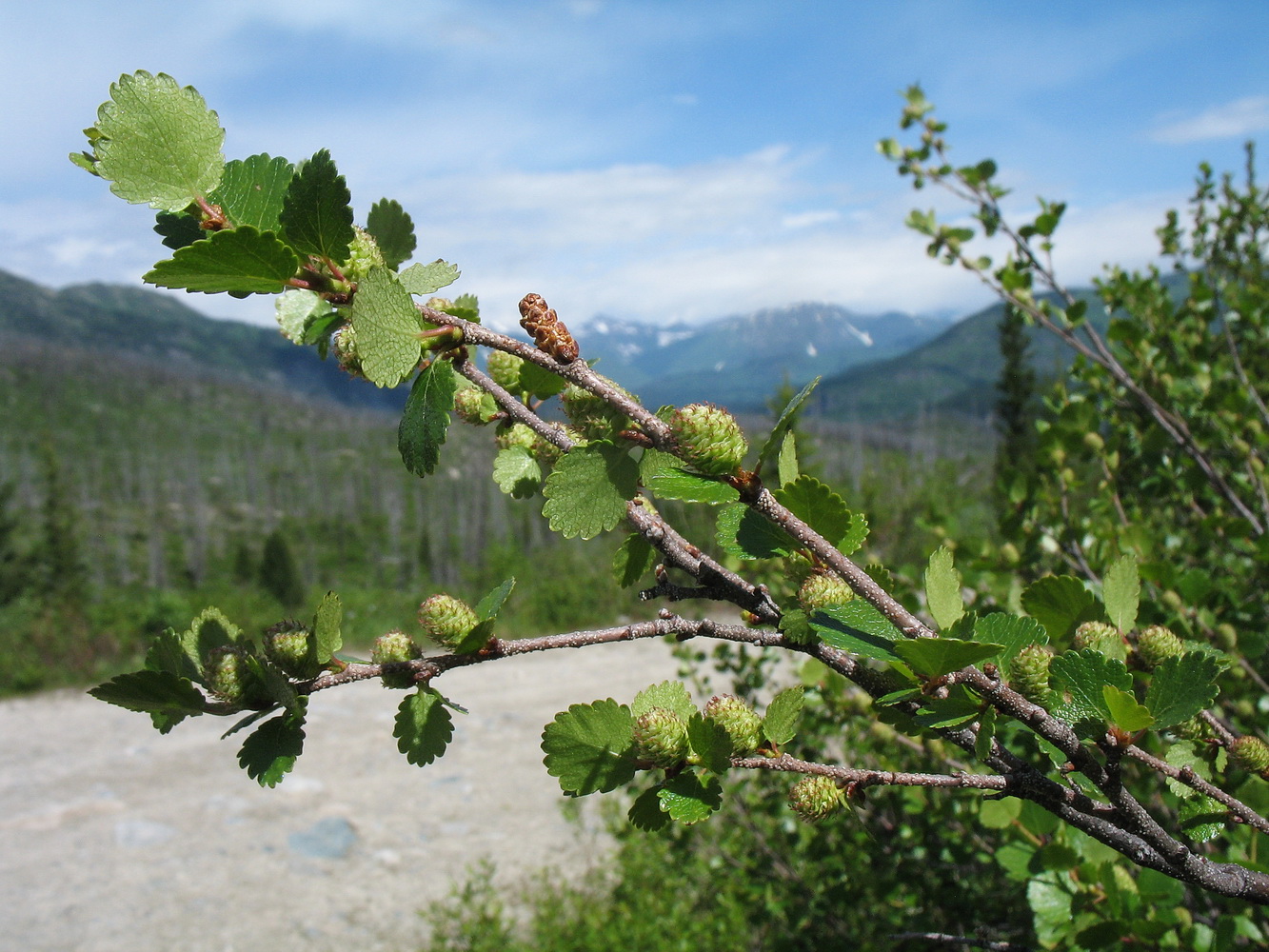 Image of Betula rotundifolia specimen.