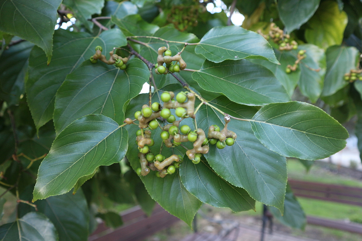 Изображение особи Hovenia dulcis.