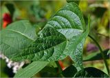 Phaseolus vulgaris. Лист. Московская обл., Раменский р-н, окр. дер. Хрипань, садовый участок. 30.07.2023.