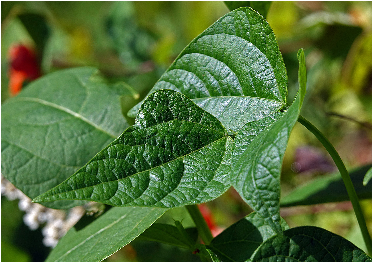 Изображение особи Phaseolus vulgaris.