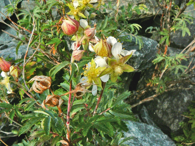 Image of Farinopsis salesoviana specimen.