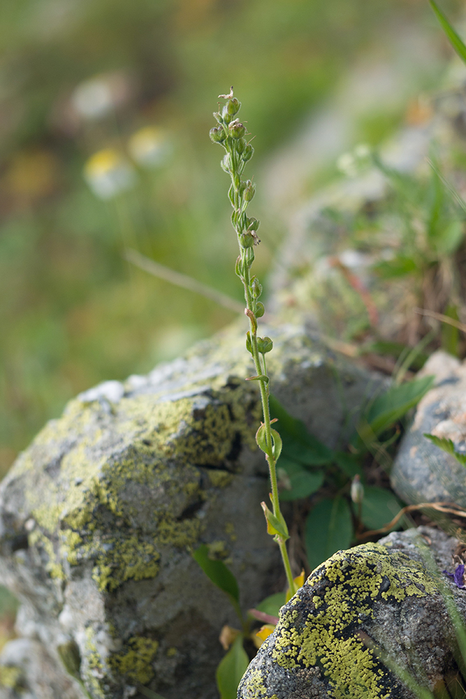 Image of Veronica gentianoides specimen.