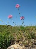 Allium pallasii. Цветущие растения. Казахстан, Восточно-Казахстанская обл., Катон-Карагайский р-н; Западный Алтай, перевал Шириккайын, низкогорная степь на пологом мелкозёмном склоне вост. экспозиции, зарастающая гарь. 29 июня 2019 г.