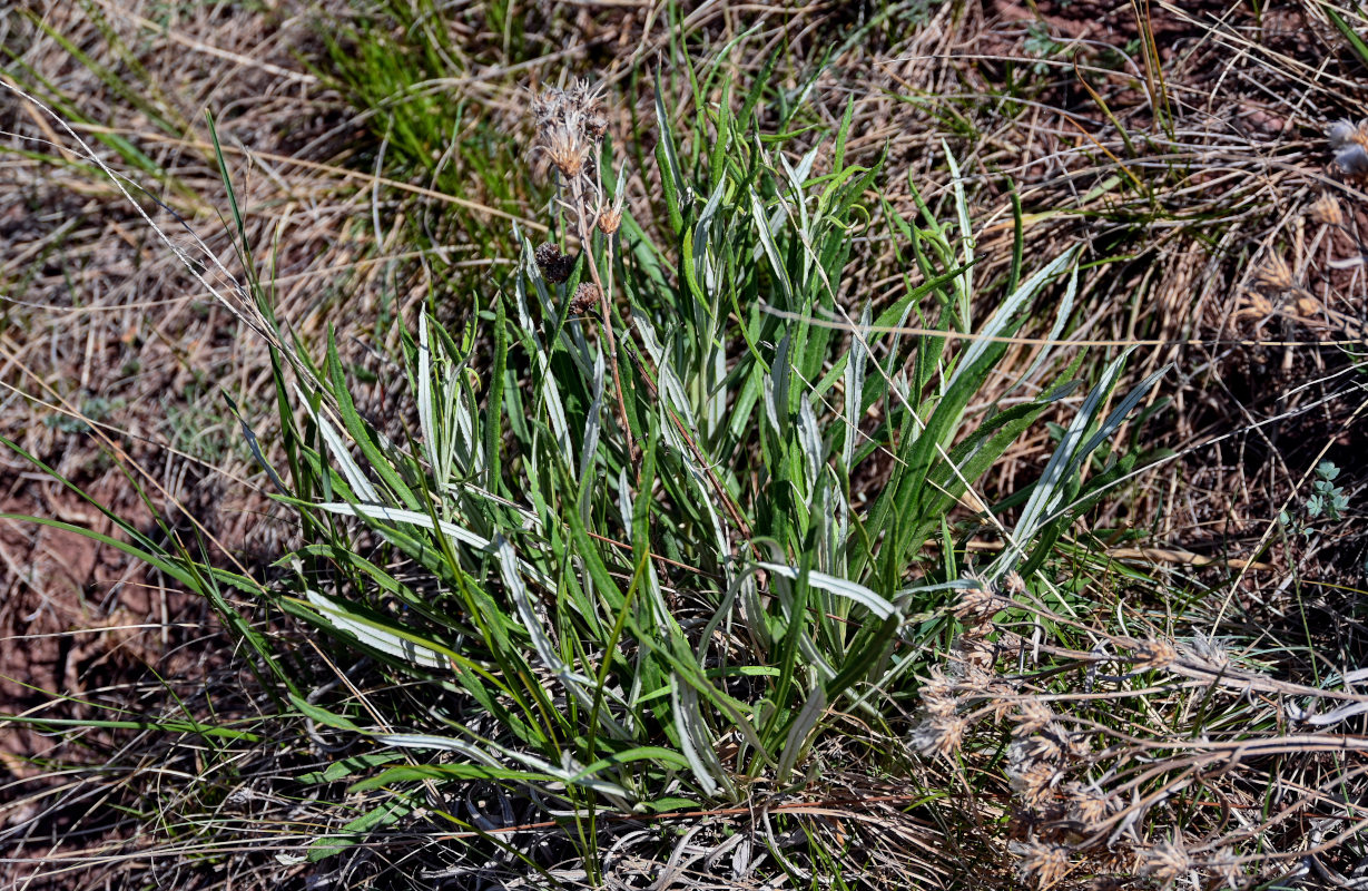 Image of Jurinea multiflora specimen.