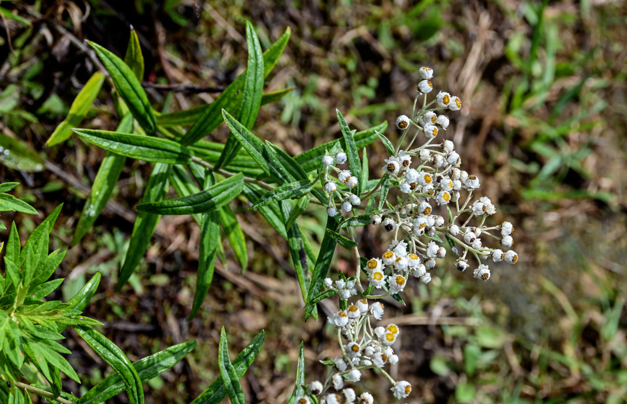 Image of Anaphalis margaritacea specimen.