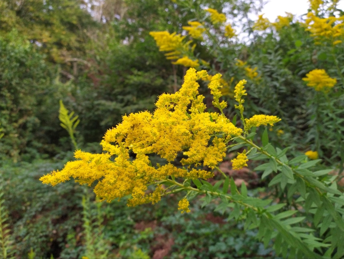 Изображение особи Solidago canadensis.