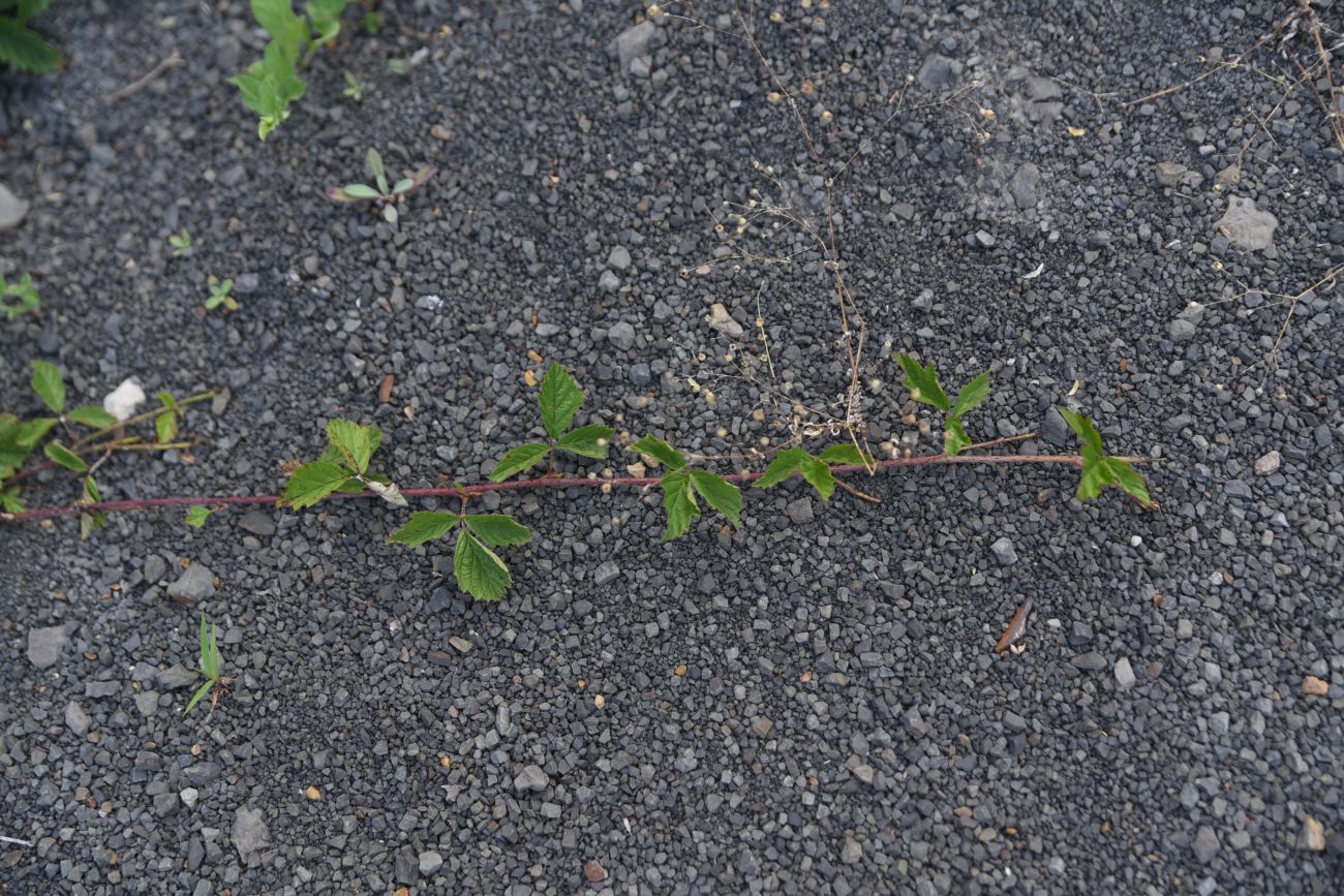 Image of Rubus caesius specimen.