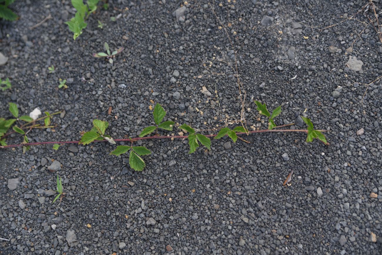 Изображение особи Rubus caesius.