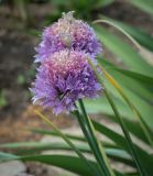 Allium schoenoprasum. Соцветие. Пермский край, Кунгурский муниципальный округ, с. Моховое, клумба. 23.06.2023.