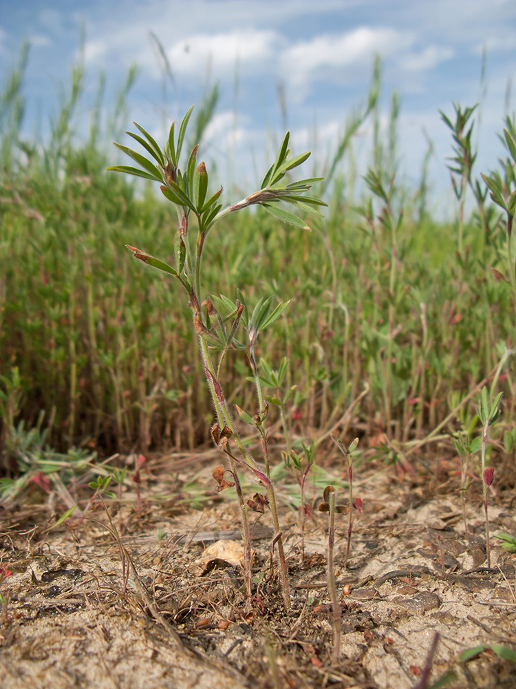 Image of Trifolium arvense specimen.