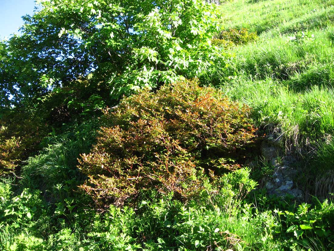 Image of Vaccinium arctostaphylos specimen.