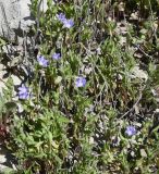 Convolvulus pentapetaloides