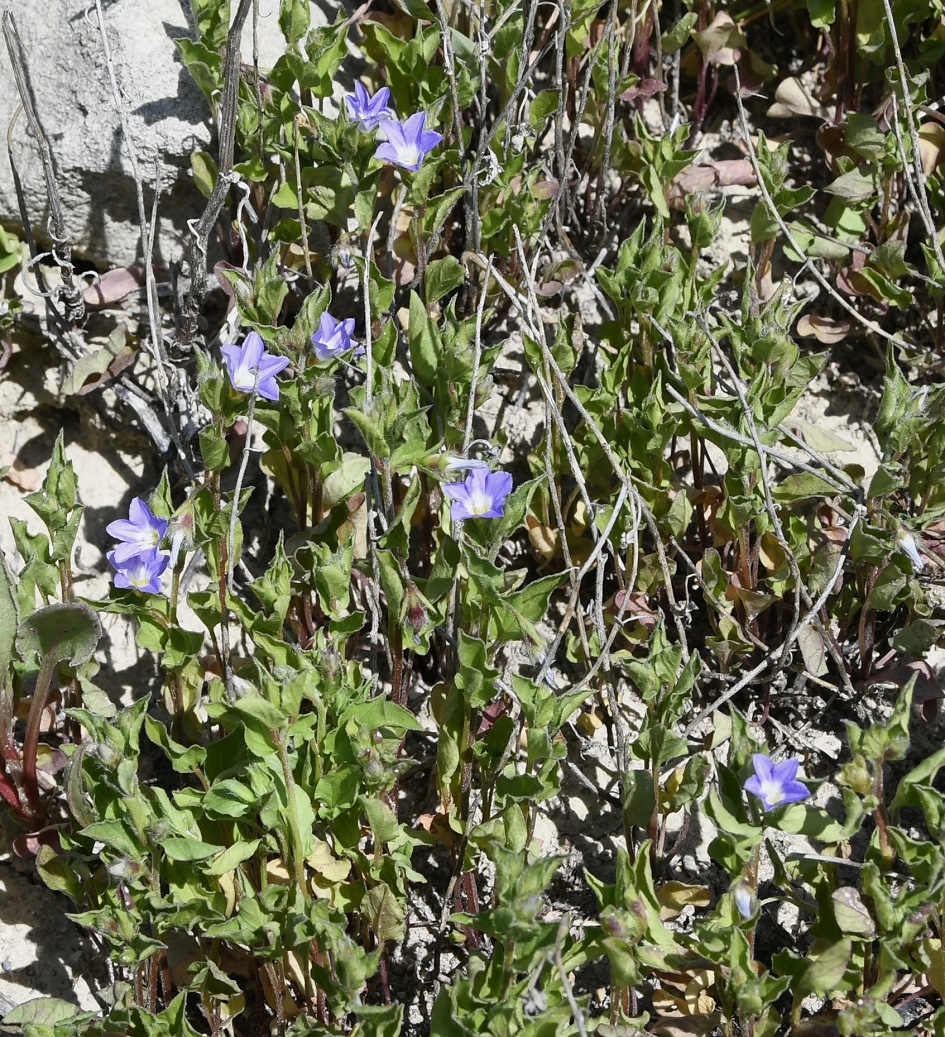 Image of Convolvulus pentapetaloides specimen.