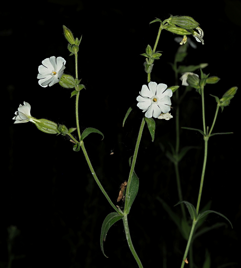 Image of Melandrium album specimen.