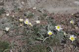 Tulipa biflora