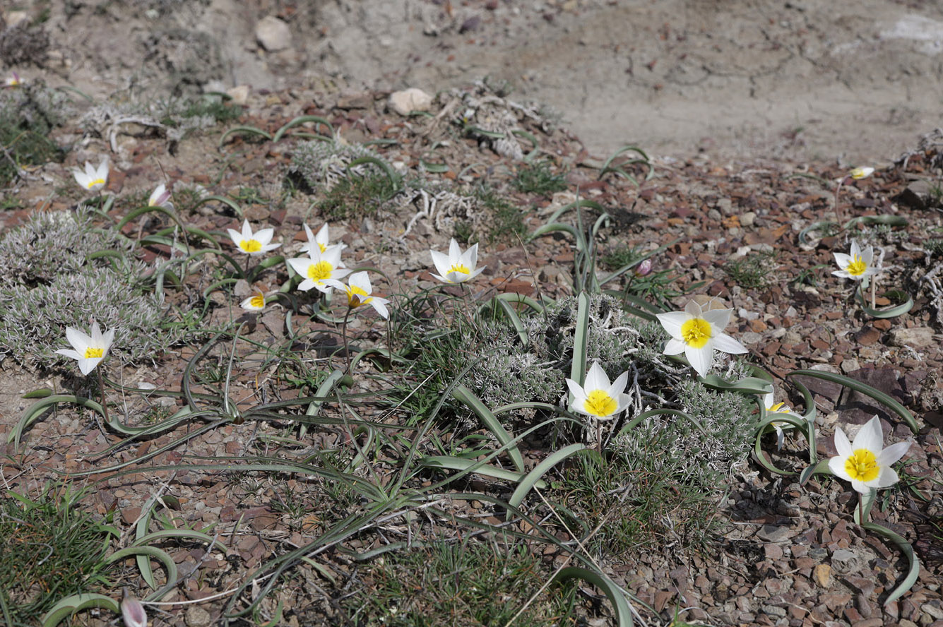 Image of Tulipa biflora specimen.