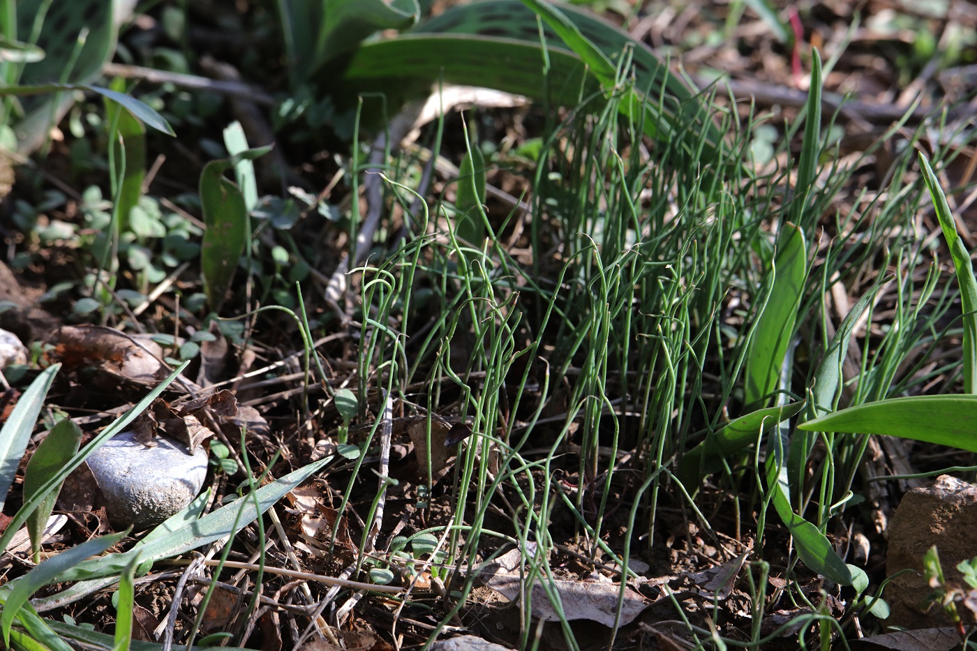 Изображение особи Tulipa greigii.