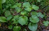 Viola mirabilis