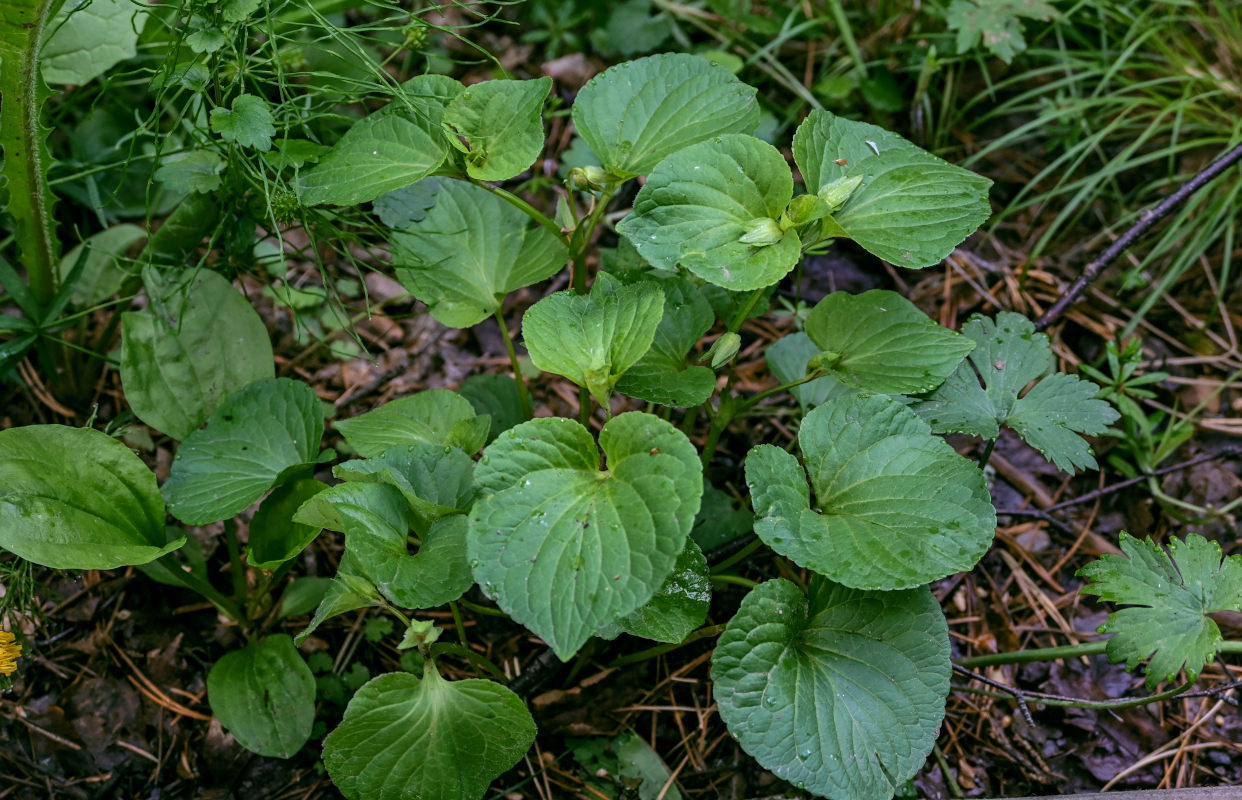 Изображение особи Viola mirabilis.