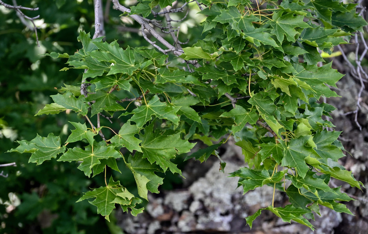 Image of Acer platanoides specimen.