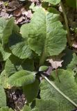 Primula veris