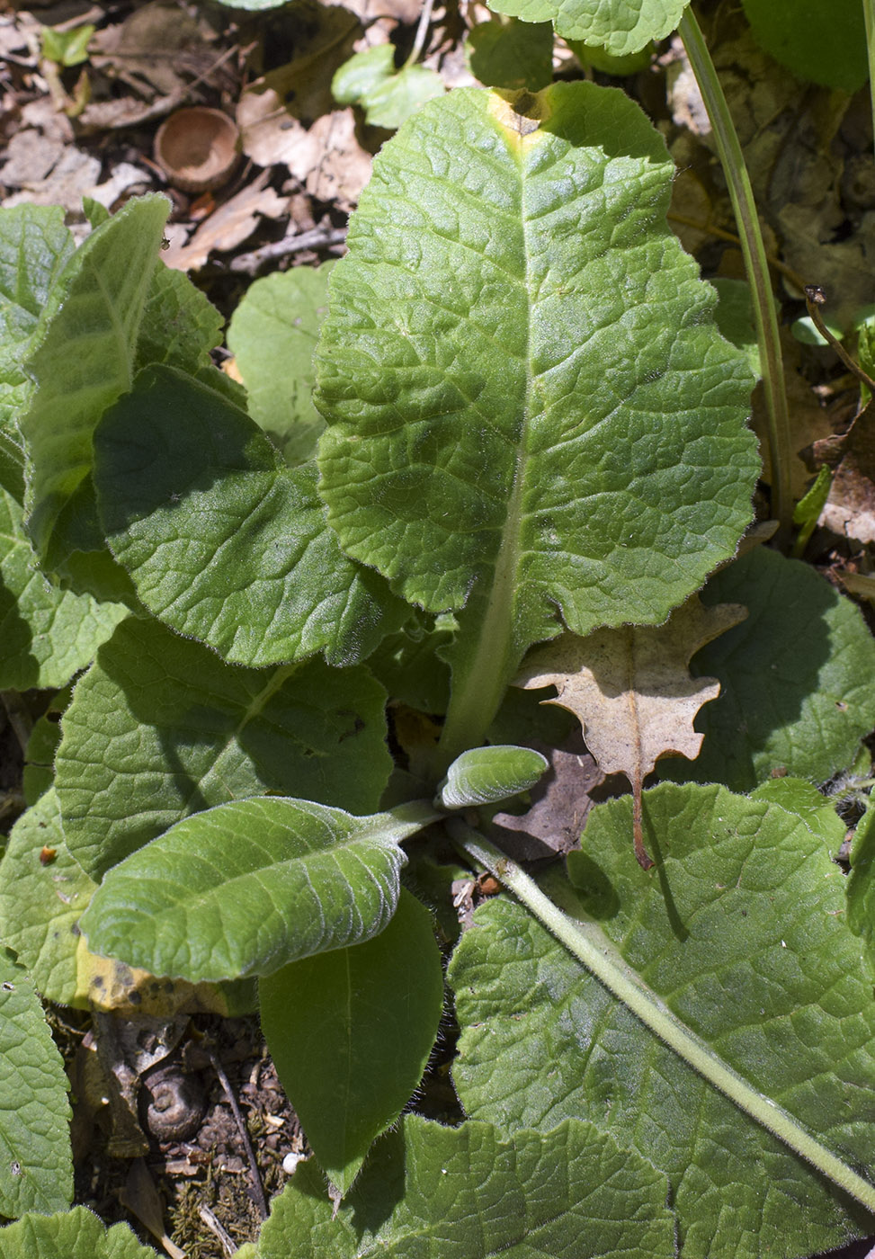 Изображение особи Primula veris.