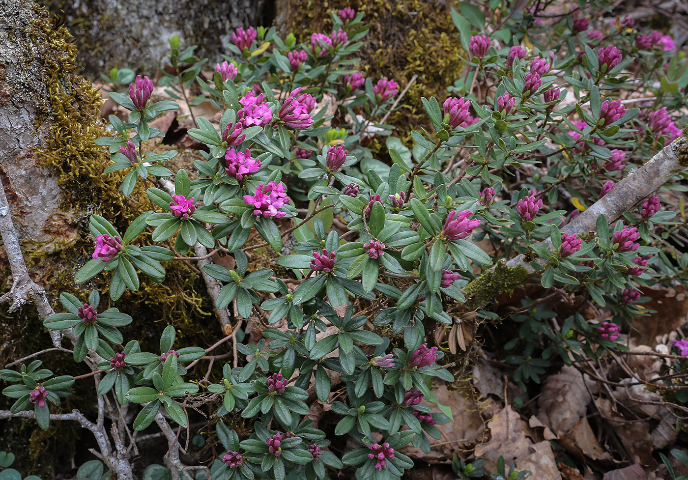 Изображение особи Daphne woronowii.